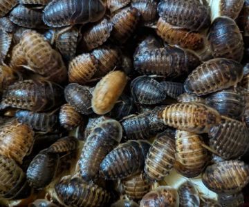 Critters 'N Crawlies LLC