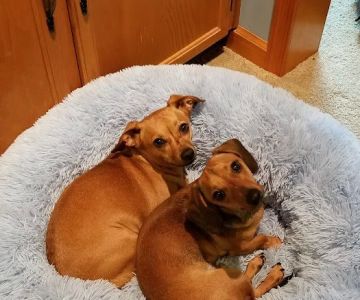 Dadeville Animal Clinic: Lisa Plaisance, DVM