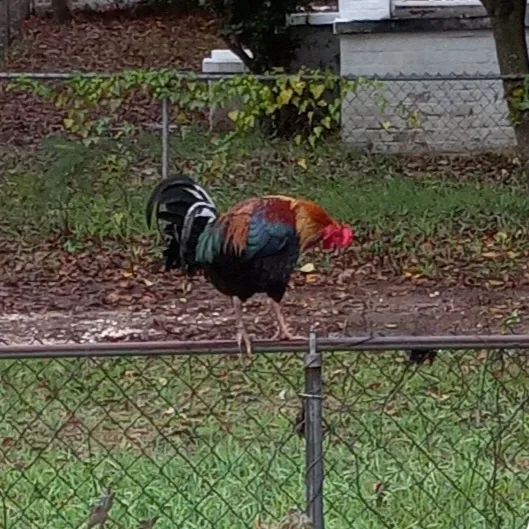 Springwood Veterinary Clinic 12