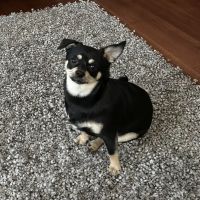Hollow Creek Animal Hospital ico