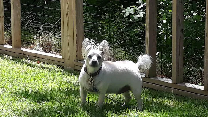 Hollow Creek Animal Hospital 12