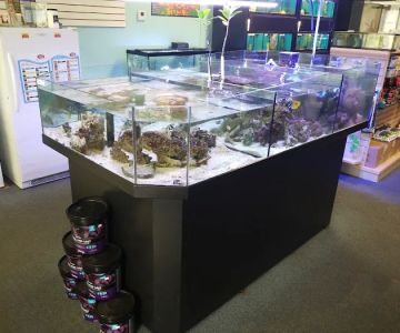 Ocean Rift Aquatics