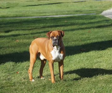 Boxer Blvd.