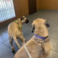 Brentwood Animal Clinic ico