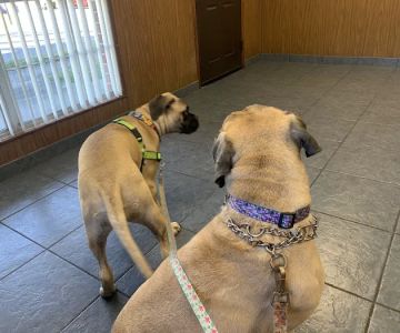Brentwood Animal Clinic