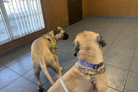 Brentwood Animal Clinic