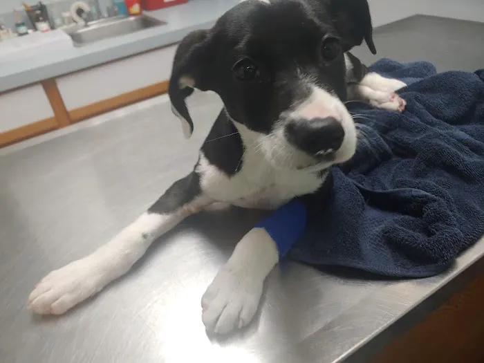 Brentwood Animal Clinic 12