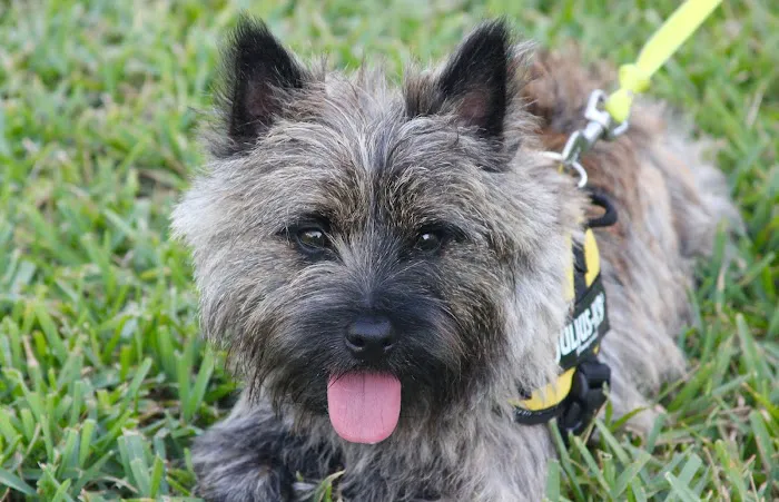 VCA Ponte Vedra Animal Hospital 12