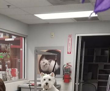 Petco