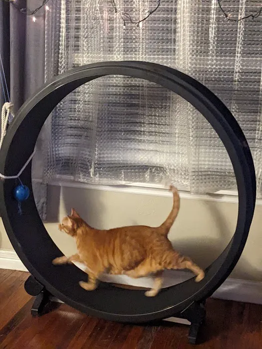 A Cat Clinic Inc 12