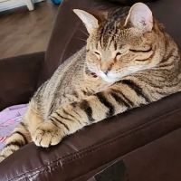 A Cat Clinic Inc ico