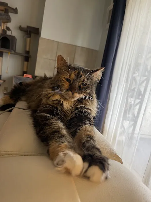 A Cat Clinic Inc 12