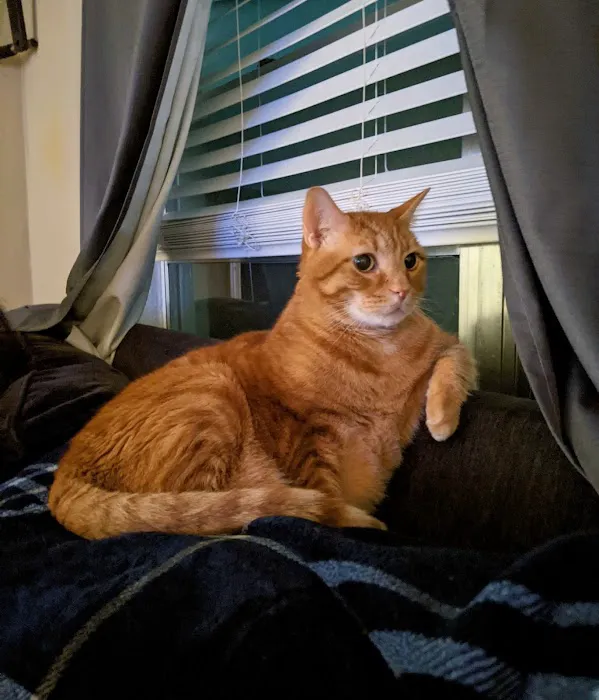 A Cat Clinic Inc 12