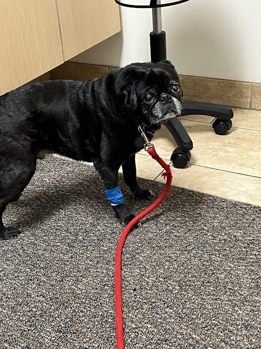 First Coast Veterinary Specialists & Emergency 12