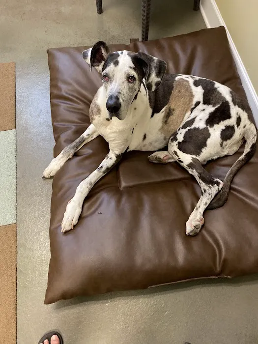 mOcean mobility + wellness for animals 12