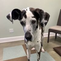 mOcean mobility + wellness for animals ico