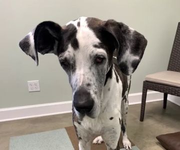 mOcean mobility + wellness for animals