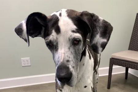 mOcean mobility + wellness for animals