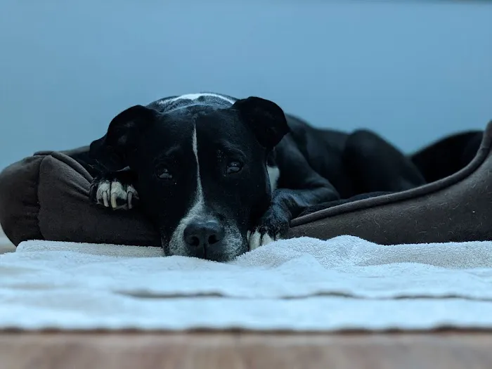 mOcean mobility + wellness for animals 12