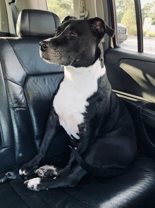 mOcean mobility + wellness for animals 12