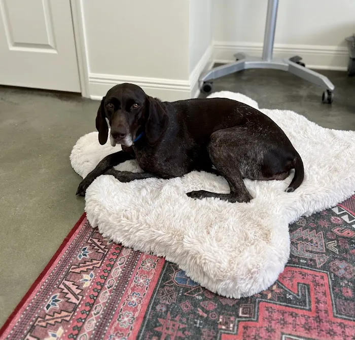 mOcean mobility + wellness for animals 12