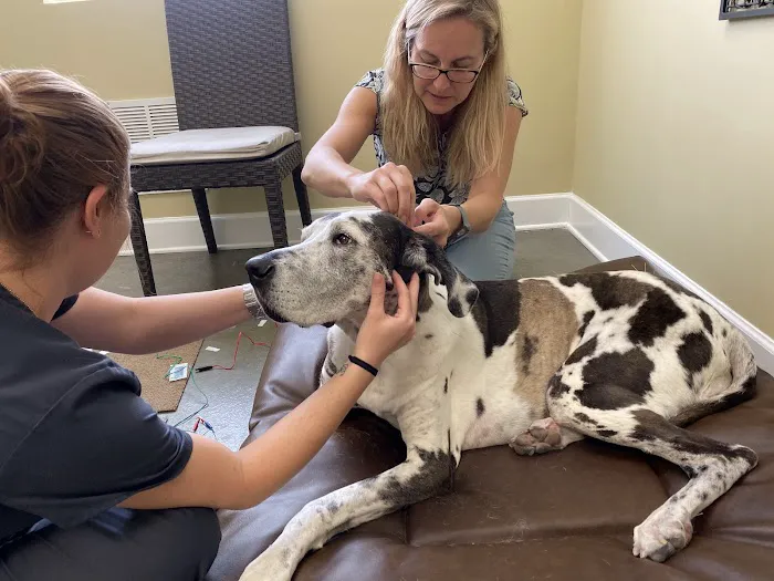 mOcean mobility + wellness for animals 12