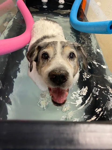 mOcean mobility + wellness for animals 12