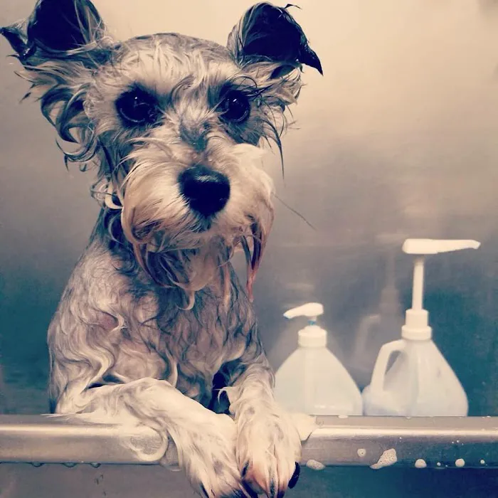 Big Lick Veterinary Services 6