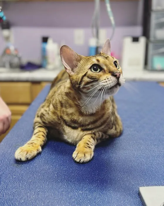 Big Lick Veterinary Services 7