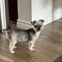 Anicira Veterinary Center of San Diego ico