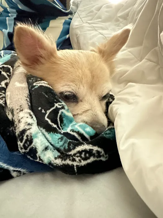 Anicira Veterinary Center of San Diego 7