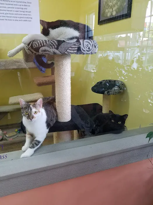 Bo's Pet Shoppe 4