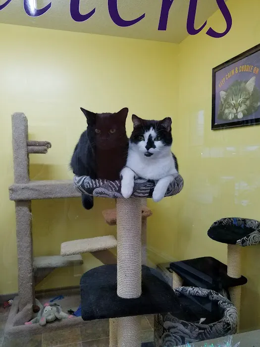 Bo's Pet Shoppe 3