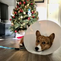 Encinitas Animal Hospital ico