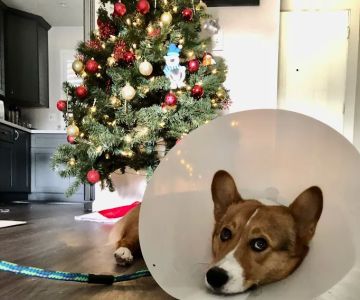 Encinitas Animal Hospital