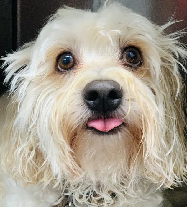 Encinitas Animal Hospital 3