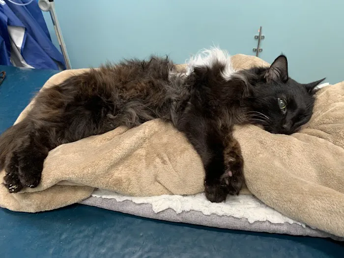 Encinitas Animal Hospital 6