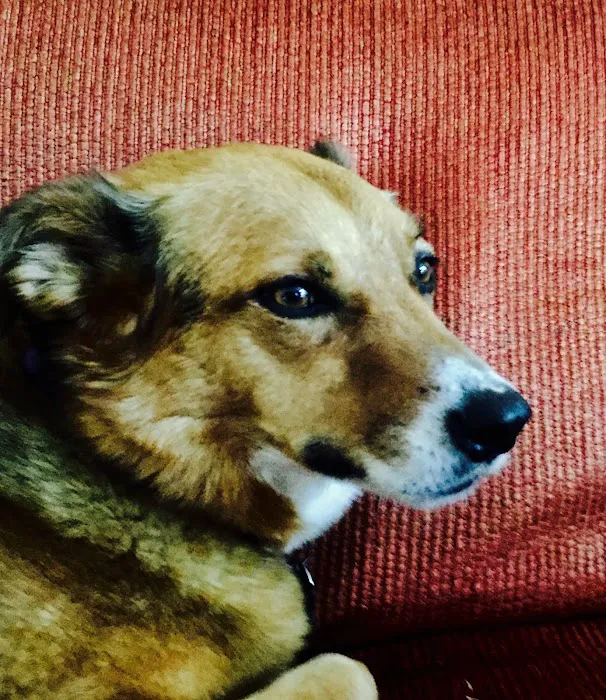 Encinitas Animal Hospital 7