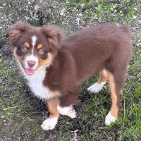Banfield Pet Hospital ico