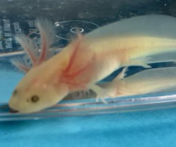 Happy axolotls