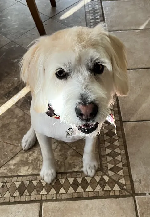 PETSURG 1
