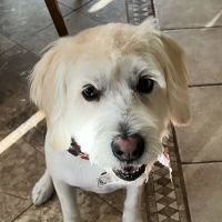 PETSURG ico