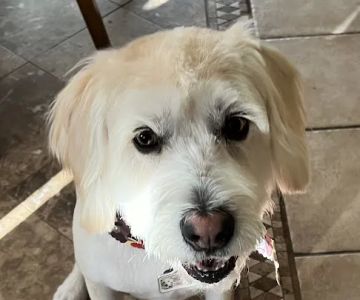 PETSURG