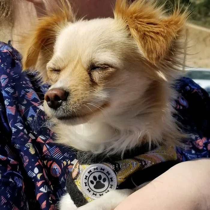 PETSURG 3
