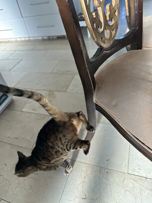 PETSURG 5