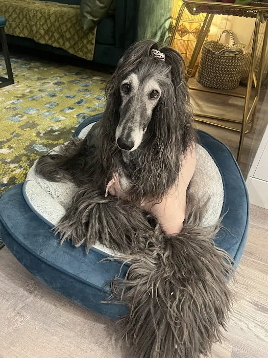 PETSURG 7