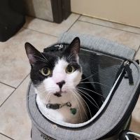 Best Friends Animal Hospital ico