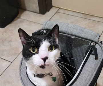 Best Friends Animal Hospital