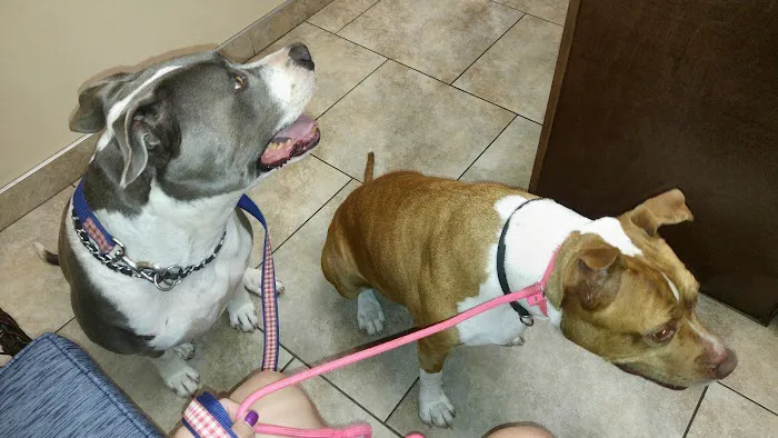Best Friends Animal Hospital 7