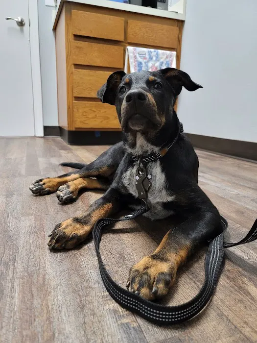 Bernardo Heights Veterinary Hospital 4